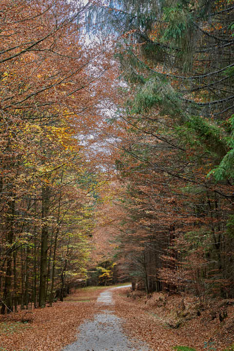 Gemeinde Bayerisch_Eisenstein Landkreis Regen Hans-Watzlik-Hain Wanderweg (Dirschl Johann) Deutschland REG